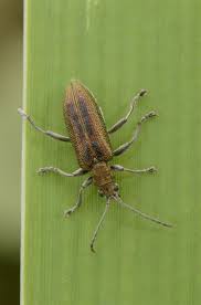 Attēlu rezultāti vaicājumam “Donacia”