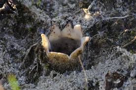 Attēlu rezultāti vaicājumam “Geopora arenicola”