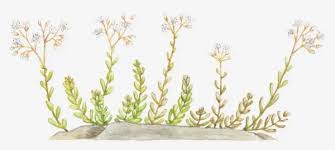 Attēlu rezultāti vaicājumam “Sedum album leaf”