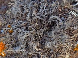 Attēlu rezultāti vaicājumam “Anaptychia ciliaris”