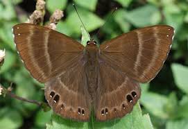 Attēlu rezultāti vaicājumam “Riodinidae”