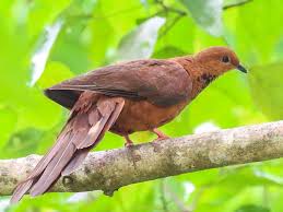 Attēlu rezultāti vaicājumam “Lycogala convexum macro”