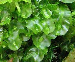 Attēlu rezultāti vaicājumam “Nowellia curvifolia sporophyte”