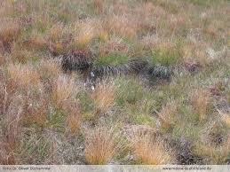 Attēlu rezultāti vaicājumam “Odontoschisma sphagni”