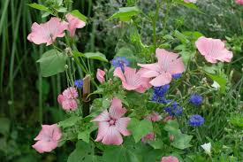 Image result for Lavatera trimestris