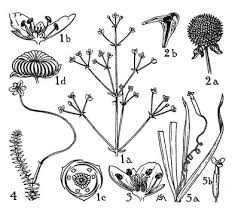 Attēlu rezultāti vaicājumam “Butomaceae”