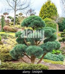 Attēlu rezultāti vaicājumam “Pinus sylvestris var. borussica”