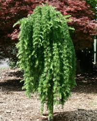 Attēlu rezultāti vaicājumam “Larix decidua flower”