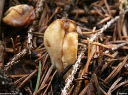 Attēlu rezultāti vaicājumam “Podostroma leucopus”