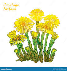 Attēlu rezultāti vaicājumam “Tussilago farfara bud”