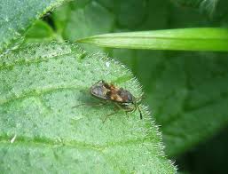 Attēlu rezultāti vaicājumam “Scolopostethus thomsoni”