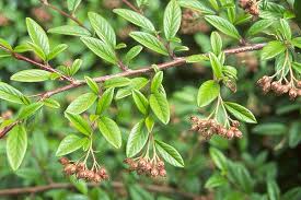 Attēlu rezultāti vaicājumam “Cotoneaster multiflorus fruit”