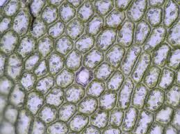 Attēlu rezultāti vaicājumam “Chiloscyphus pallescens”