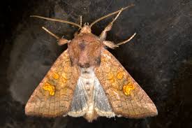 Attēlu rezultāti vaicājumam “Amphipoea”