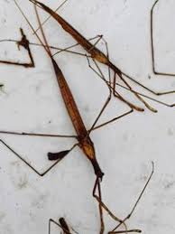 Attēlu rezultāti vaicājumam “Ranatra linearis”