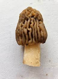 Attēlu rezultāti vaicājumam “Verpa bohemica”