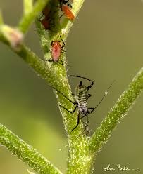 Attēlu rezultāti vaicājumam “Macrosiphoniella millefolii”