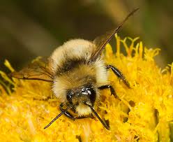 Attēlu rezultāti vaicājumam “Sylvicola sp.”