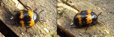 Attēlu rezultāti vaicājumam “Diaperis boleti”