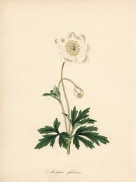 Attēlu rezultāti vaicājumam “Anemone sylvestris leaf”