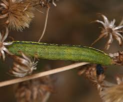 Attēlu rezultāti vaicājumam “Lacanobia contigua larva”