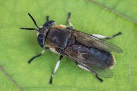 Attēlu rezultāti vaicājumam “Heptatoma pellucens”