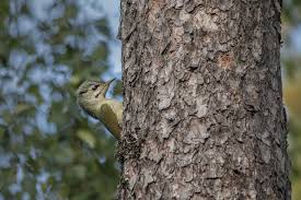 Attēlu rezultāti vaicājumam “Picus canus female”