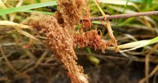 Attēlu rezultāti vaicājumam “Heterotrichia oerstedii (syn. Arcyria oerstedii) sessile”