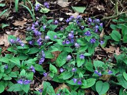 Attēlu rezultāti vaicājumam “Pulmonaria obscura leaf”