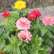 Image result for Zinnia violacea