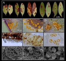 Attēlu rezultāti vaicājumam “Melampsora epitea”