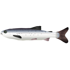 Image result for Ptychocheilus grandis