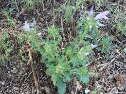 Image result for Campanula lingulata