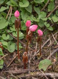 Attēlu rezultāti vaicājumam “Podophyllum hexandrum”