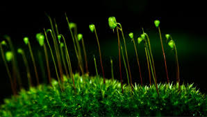 Attēlu rezultāti vaicājumam “moss”