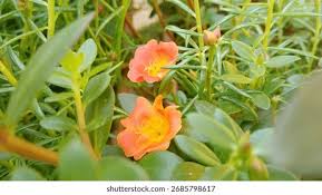 Attēlu rezultāti vaicājumam “Portulacaceae”