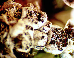 Attēlu rezultāti vaicājumam “Badhamia affinis”