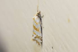 Attēlu rezultāti vaicājumam “Aethes margaritana”