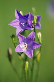 Image result for Campanula patula