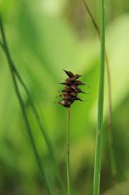 Attēlu rezultāti vaicājumam “Carex dioica male flower”