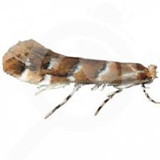 Attēlu rezultāti vaicājumam “Cameraria ohridella”