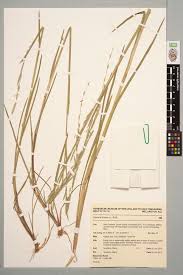 Attēlu rezultāti vaicājumam “Glyceria fluitans”