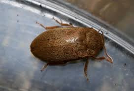 Attēlu rezultāti vaicājumam “Byturus tomentosus”