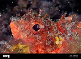 Image result for Scorpaena porcus