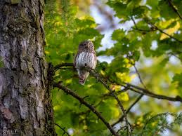 Attēlu rezultāti vaicājumam “Glaucidium passerinum adult”