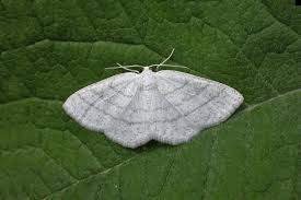 Attēlu rezultāti vaicājumam “Cabera pusaria”