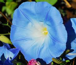 Image result for Ipomoea Heavenly Blue