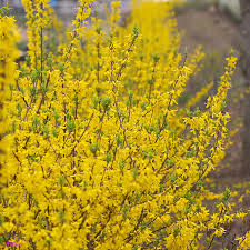 Attēlu rezultāti vaicājumam “Forsythia suspensa flower”