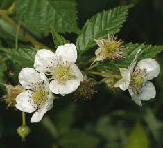 Attēlu rezultāti vaicājumam “Rubus nessensis”
