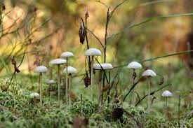 Attēlu rezultāti vaicājumam “Protostropharia alcis”